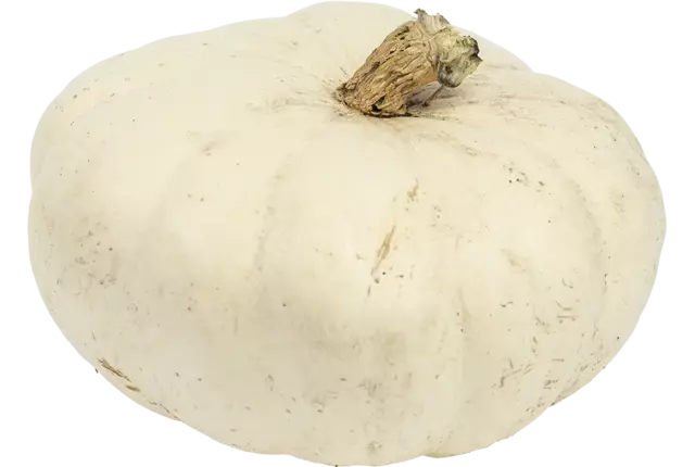 Pompoen winter sweet 1 a 2 kilo kist 1 stuk